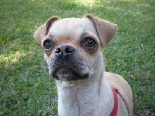 Mi perrita curiosa y bonita Emma, que es mestiza de Carlino (mamá) con Chihuahua (papá)! :-)